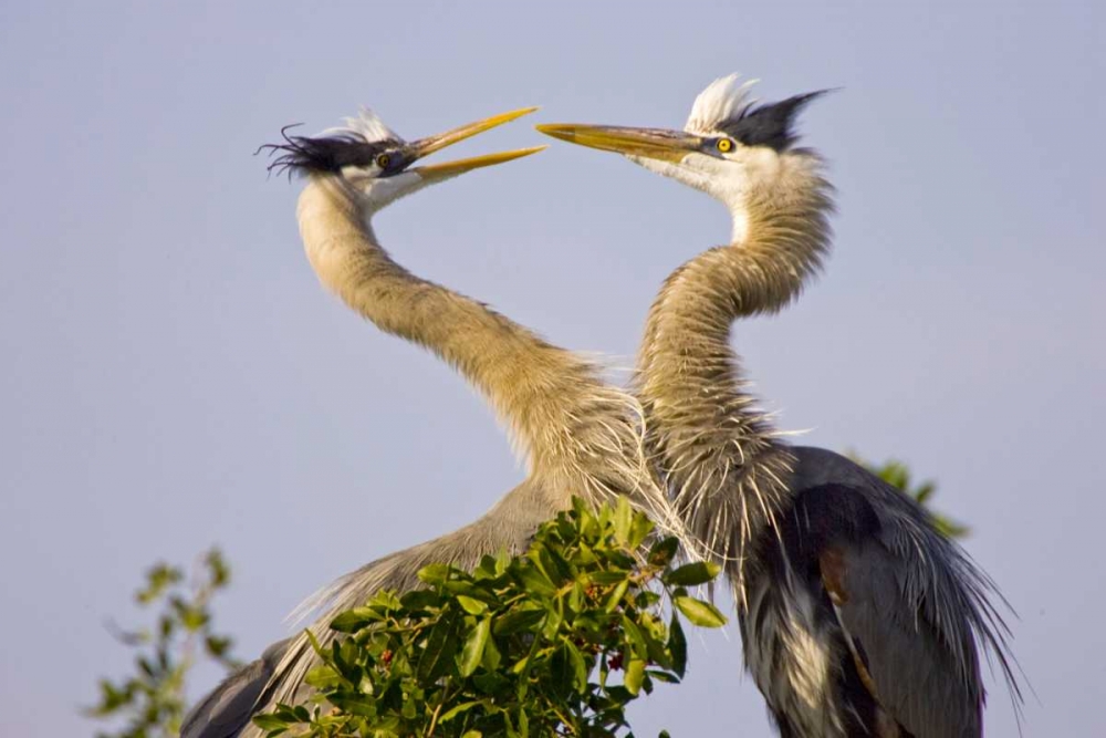 FL, Venice, Great blue herons greet in rookery art print by Fred Lord for $57.95 CAD