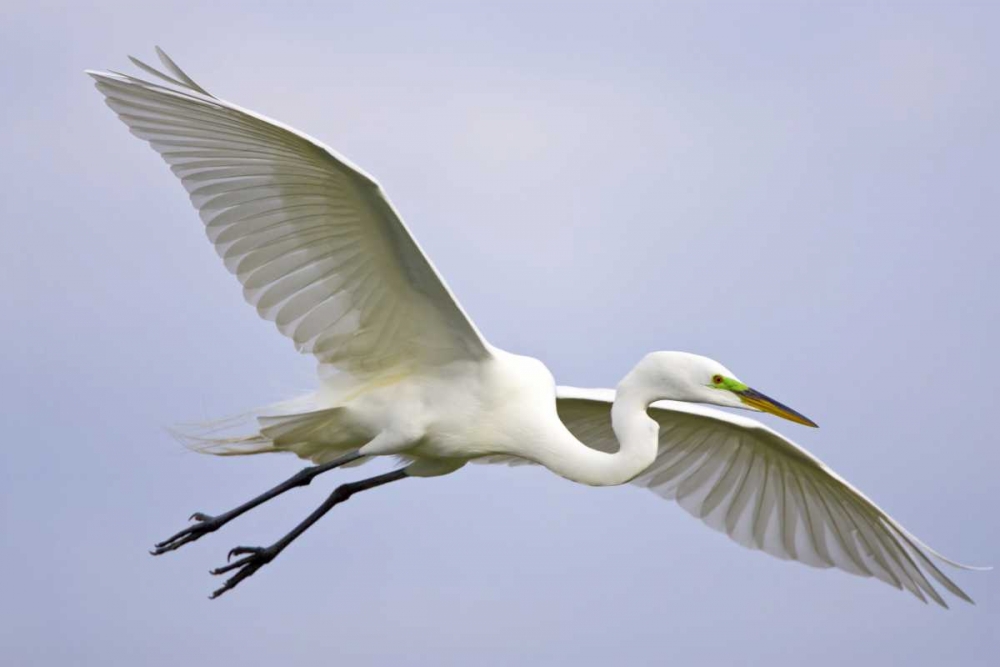 FL, Venice Great egret flying at Venice Rookery art print by Fred Lord for $57.95 CAD
