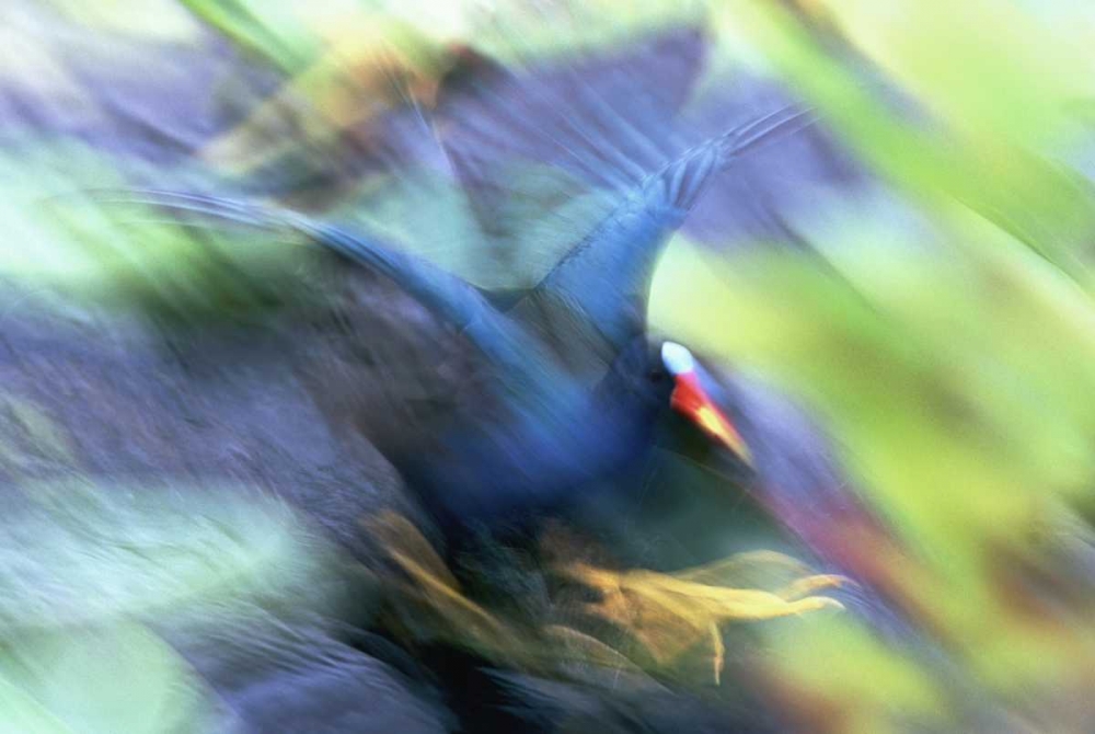 FL, Everglades NP Abstract of purple gallinule art print by Arthur Morris for $57.95 CAD