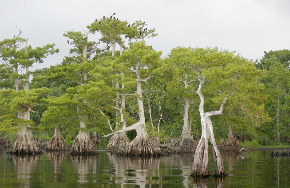 FL, Blue Cypress Lake Cypress trees with birds art print by Arthur Morris for $57.95 CAD