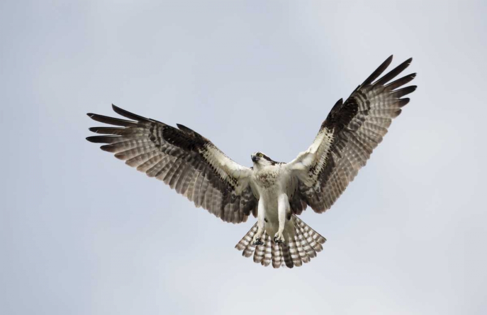 FL, Blue Cypress Lake Osprey hovering in sky art print by Arthur Morris for $57.95 CAD