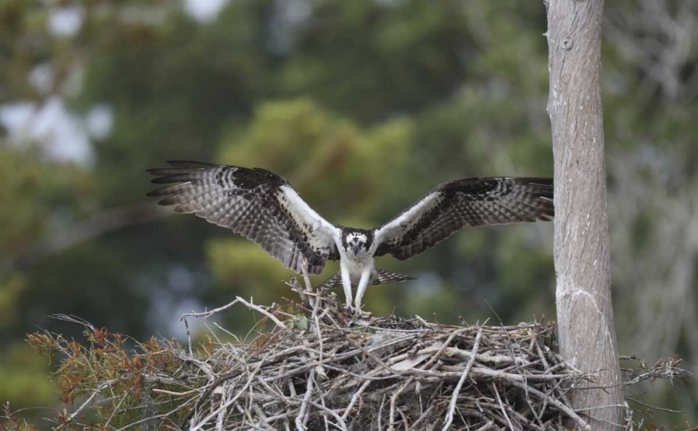 Florida, Blue Cypress Lake Osprey on its nest art print by Arthur Morris for $57.95 CAD