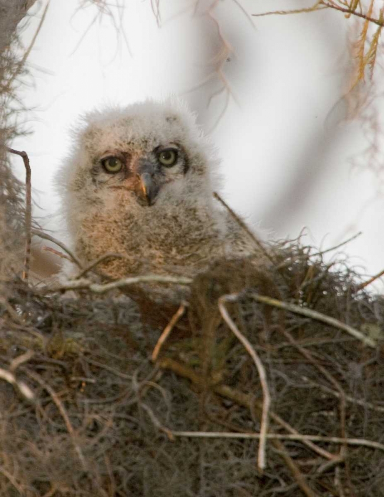 FL, Boynton Beach Nesting great horned owl chick art print by Joanne Williams for $57.95 CAD