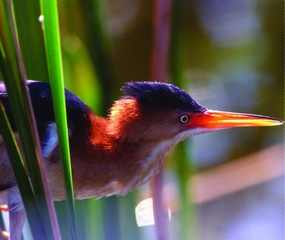 FL, Least bittern male in Wakodahatchee Wetlands art print by Joanne Williams for $57.95 CAD