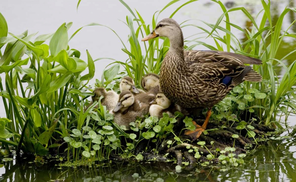 FL, Delray Beach Mottled duck parent and chicks art print by Joanne Williams for $57.95 CAD