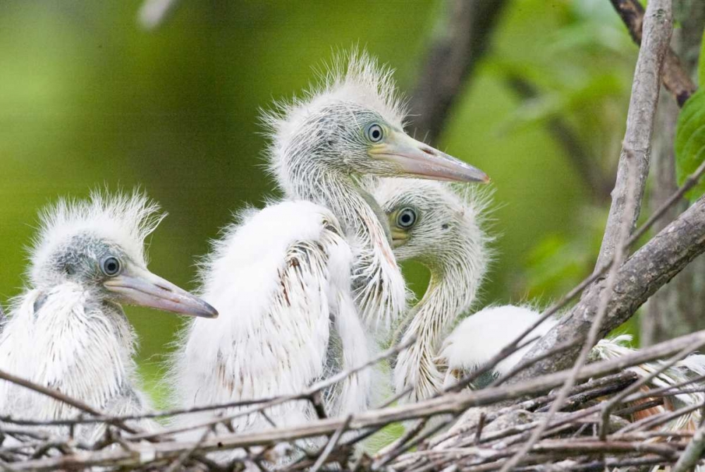FL, Everglades NP Little blue heron chicks art print by Joanne Williams for $57.95 CAD
