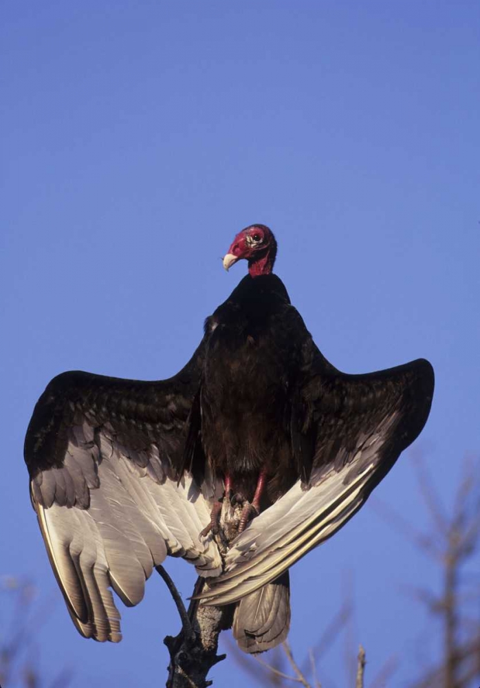 FL, Everglades NP Turkey vulture on dead tree art print by Joanne Williams for $57.95 CAD