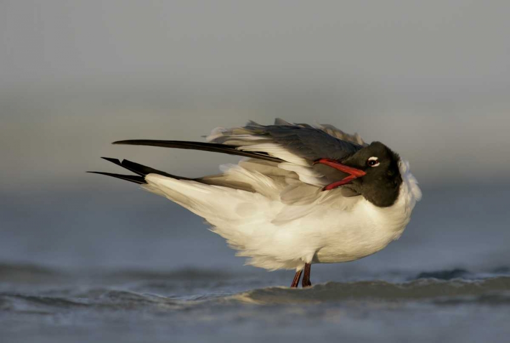 FL, Fort De Soto Park Laughing gull preens art print by Arthur Morris for $57.95 CAD