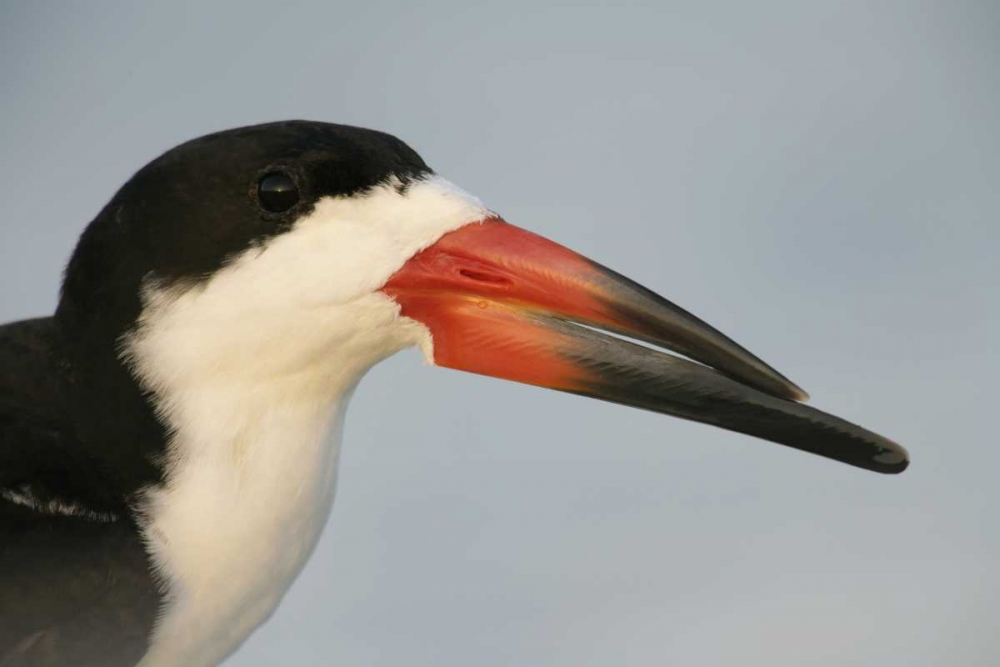 FL, Fort DeSoto Park, Mullet Key Black skimmer art print by Arthur Morris for $57.95 CAD