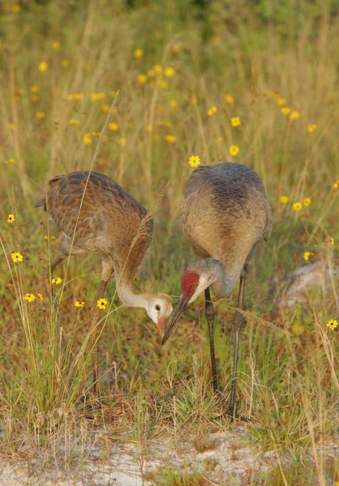 FL, Parent feeds sandhill crane chick a mayfly art print by Arthur Morris for $57.95 CAD