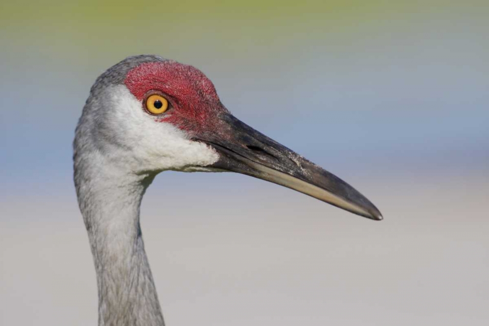 FL Sandhill crane adult with sand on bill art print by Arthur Morris for $57.95 CAD