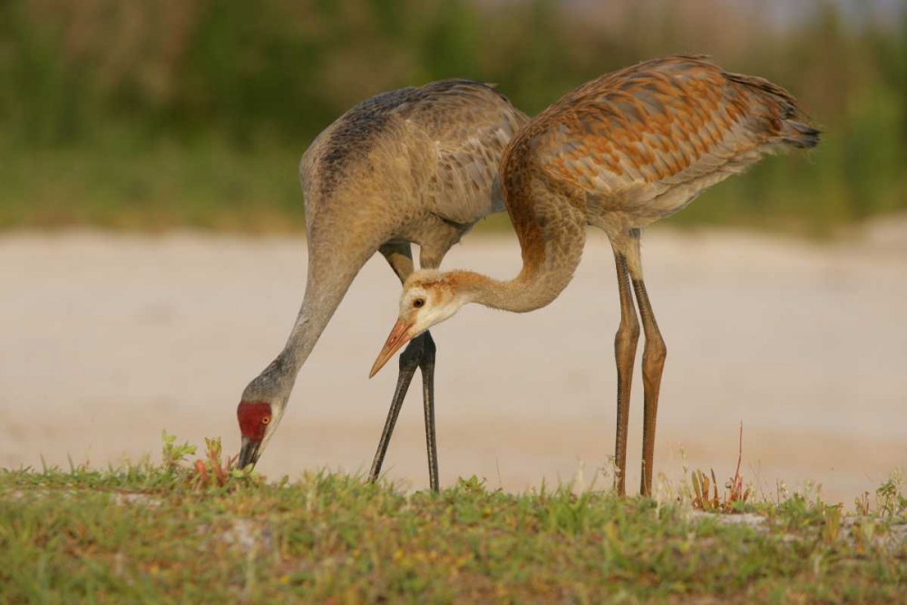 FL, Sandhill crane waits for food from parent art print by Arthur Morris for $57.95 CAD