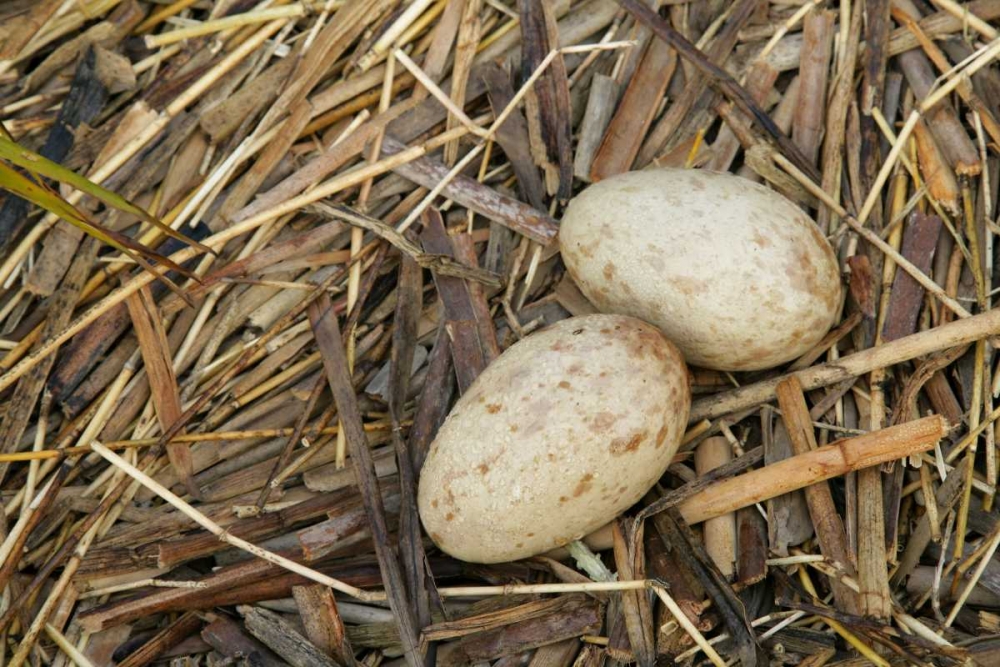 FL, Indian Lake Estates Sandhill crane eggs art print by Arthur Morris for $57.95 CAD