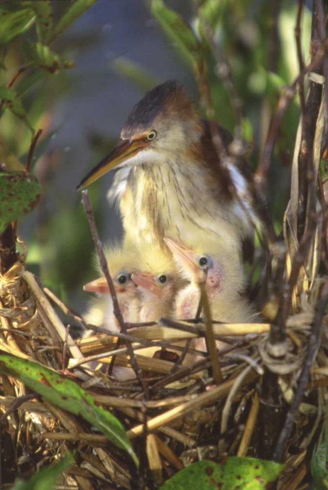 FL, Keenansville Least bittern and chicks art print by Joanne Williams for $57.95 CAD
