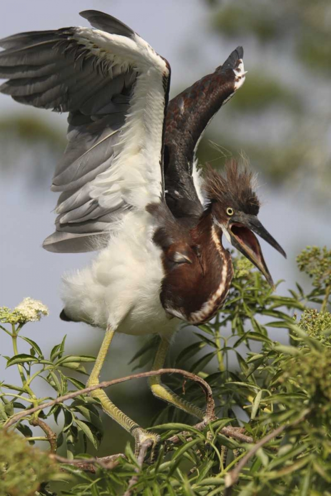 FL, Kissimmee Tricolored heron chick art print by Arthur Morris for $57.95 CAD