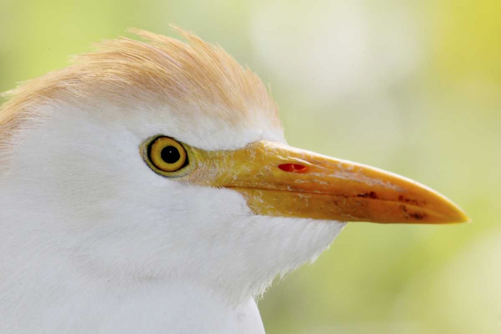 FL, Lake Kissimmee Portrait of cattle egret head art print by Arthur Morris for $57.95 CAD