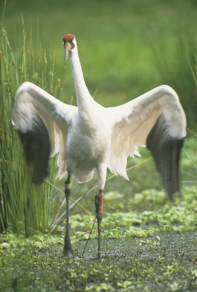 FL Whooping crane with tracking device on leg art print by Joanne Williams for $57.95 CAD