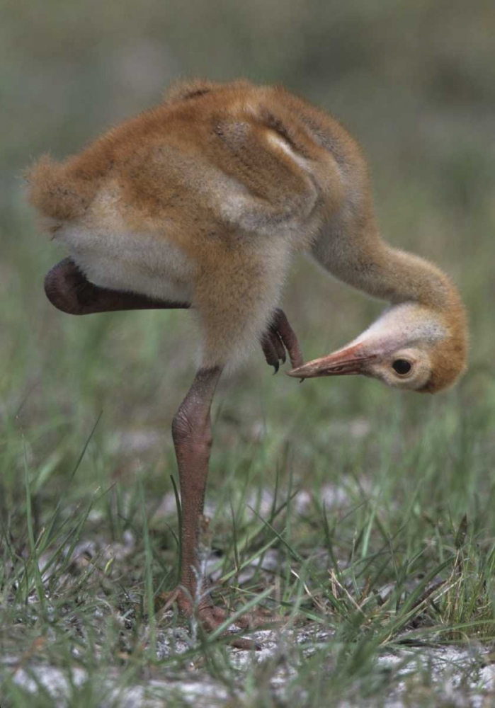 FL, Lake Kissimmee Sandhill crane chick art print by Joanne Williams for $57.95 CAD