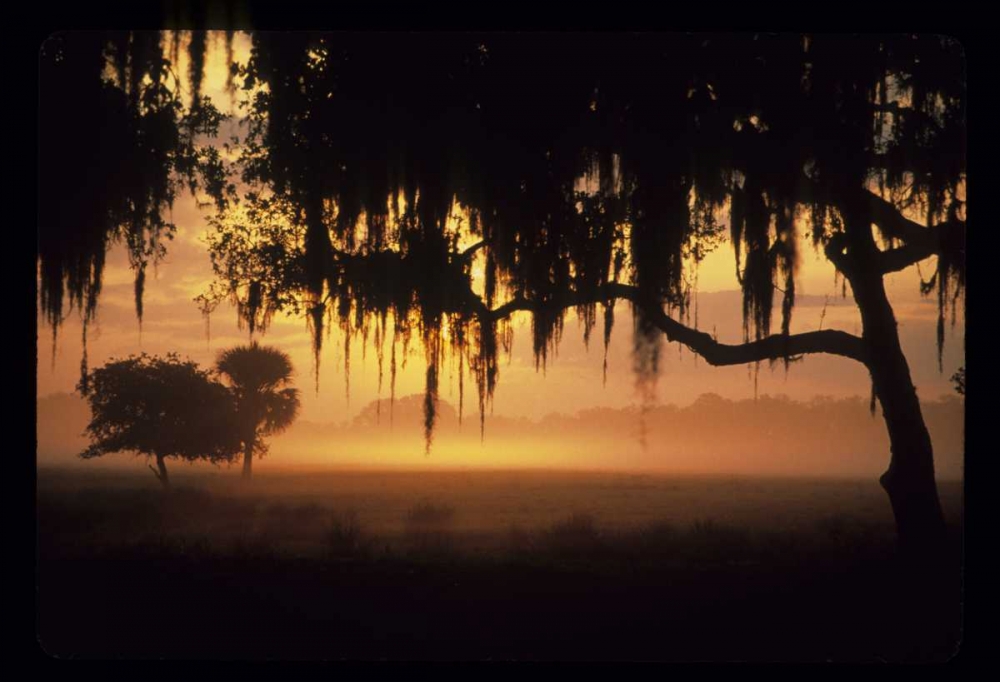 FL, Lake Kissimmee Sunrise silhouette of trees art print by Joanne Williams for $57.95 CAD