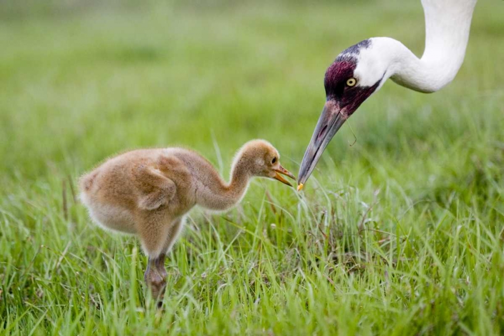 FL, Lake Kissimmee Whooping crane feeds chick art print by Joanne Williams for $57.95 CAD