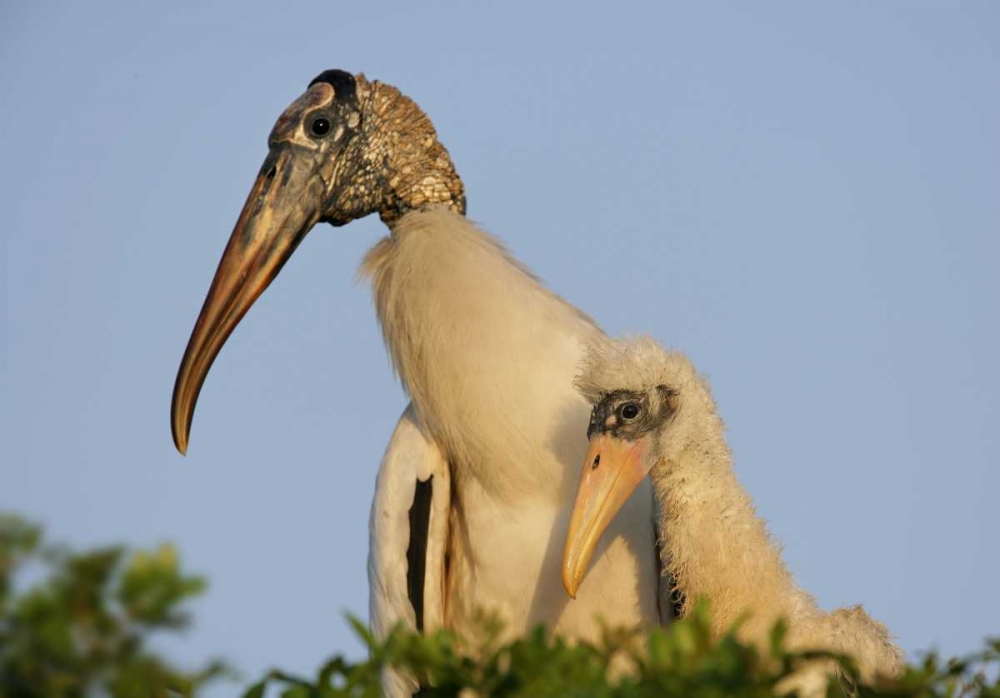 Florida, Lakeland Wood stork chick with parent art print by Arthur Morris for $57.95 CAD