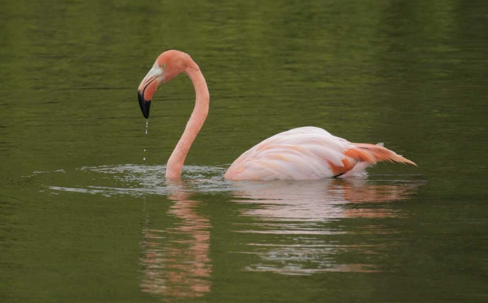 FL, Moreno Point Greater flamingo swimming art print by Arthur Morris for $57.95 CAD
