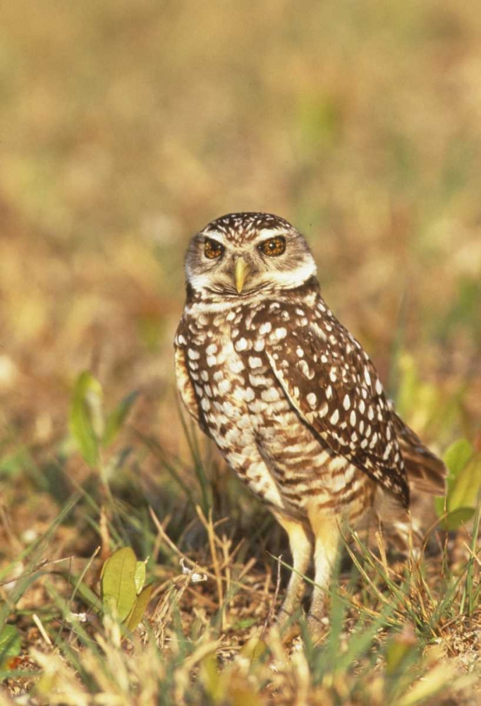 FL, Pompano Beach A burrowing owl art print by Joanne Williams for $57.95 CAD
