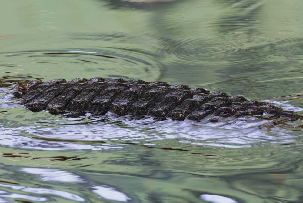 FL American alligator back in water art print by Arthur Morris for $57.95 CAD