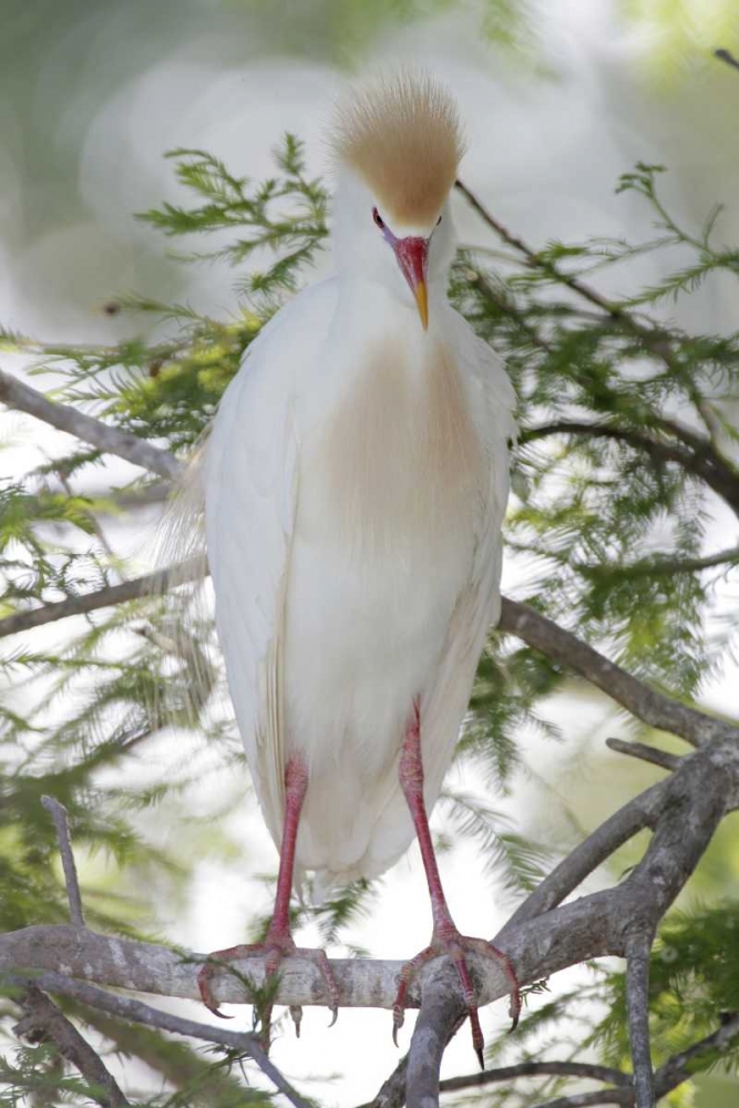 FL Cattle egret in breeding plumage on limb art print by Arthur Morris for $57.95 CAD