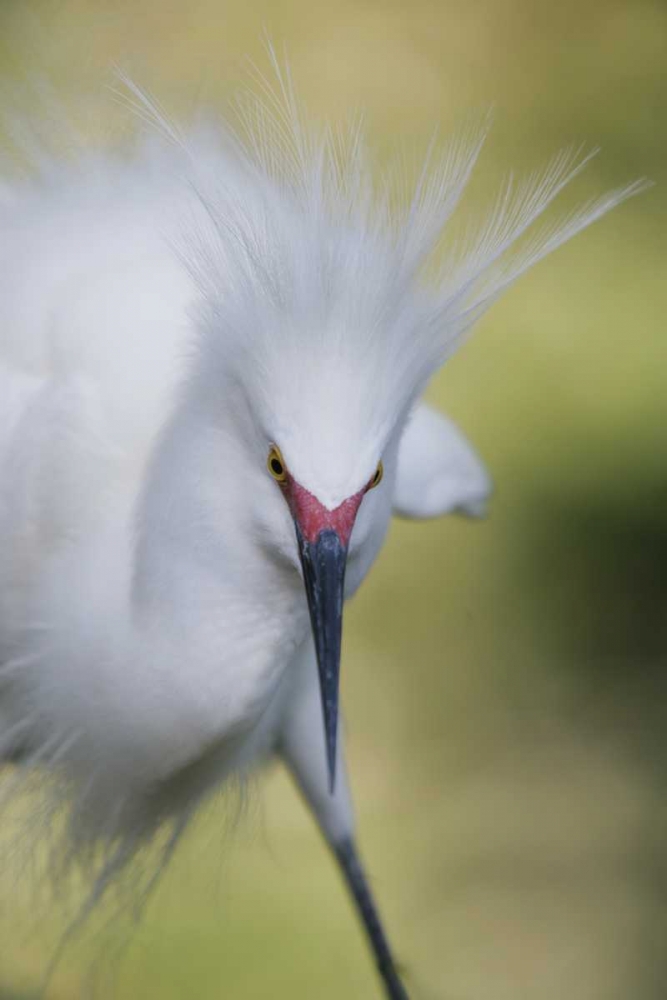 FL Snowy egret with its breeding plumage art print by Arthur Morris for $57.95 CAD