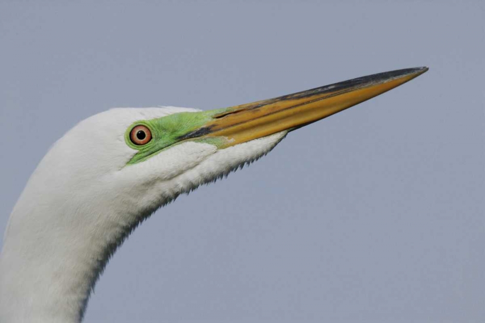 FL Great egret headshot art print by Arthur Morris for $57.95 CAD