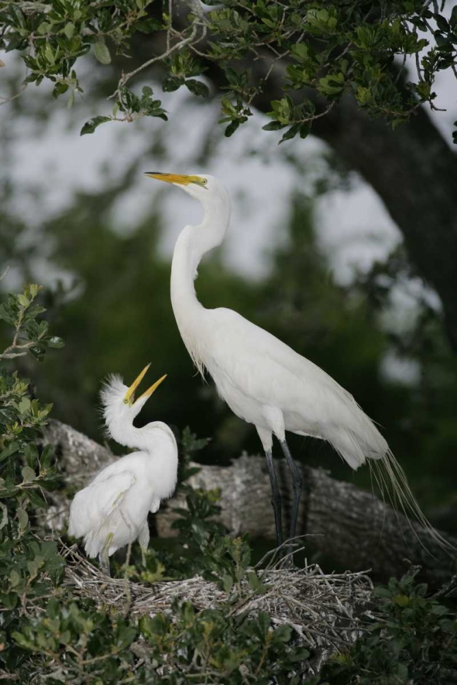 FL Great egret parent in nest with chick art print by Arthur Morris for $57.95 CAD