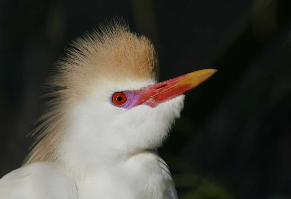 FL Portrait of cattle egret in breeding plumage art print by Arthur Morris for $57.95 CAD