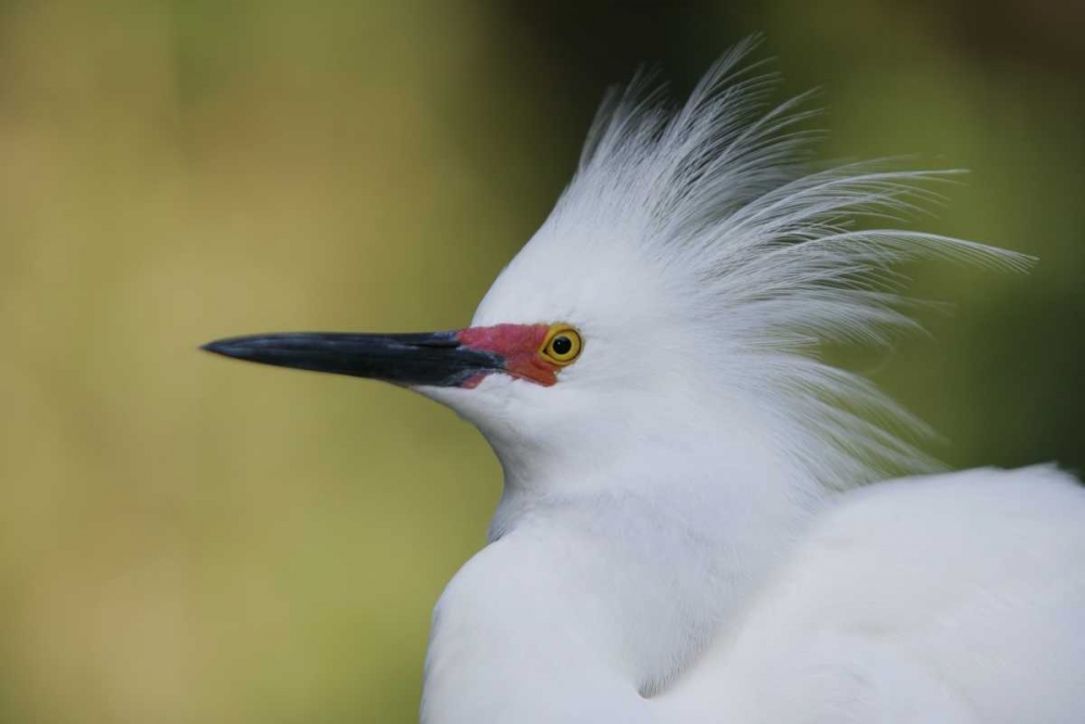 FL Snowy egret in breeding plumage art print by Arthur Morris for $57.95 CAD