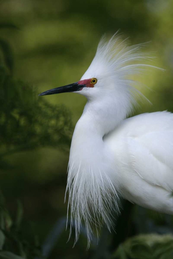 FL Snowy egret in breeding plumage art print by Arthur Morris for $57.95 CAD