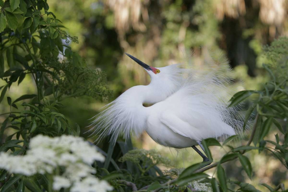 FL Snowy egret displaying surrounded by foliage art print by Arthur Morris for $57.95 CAD