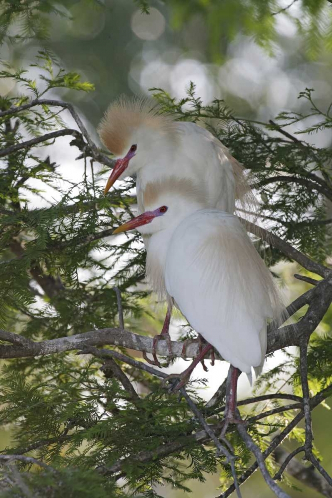 FL Cattle egrets in breeding plumage on branch art print by Arthur Morris for $57.95 CAD