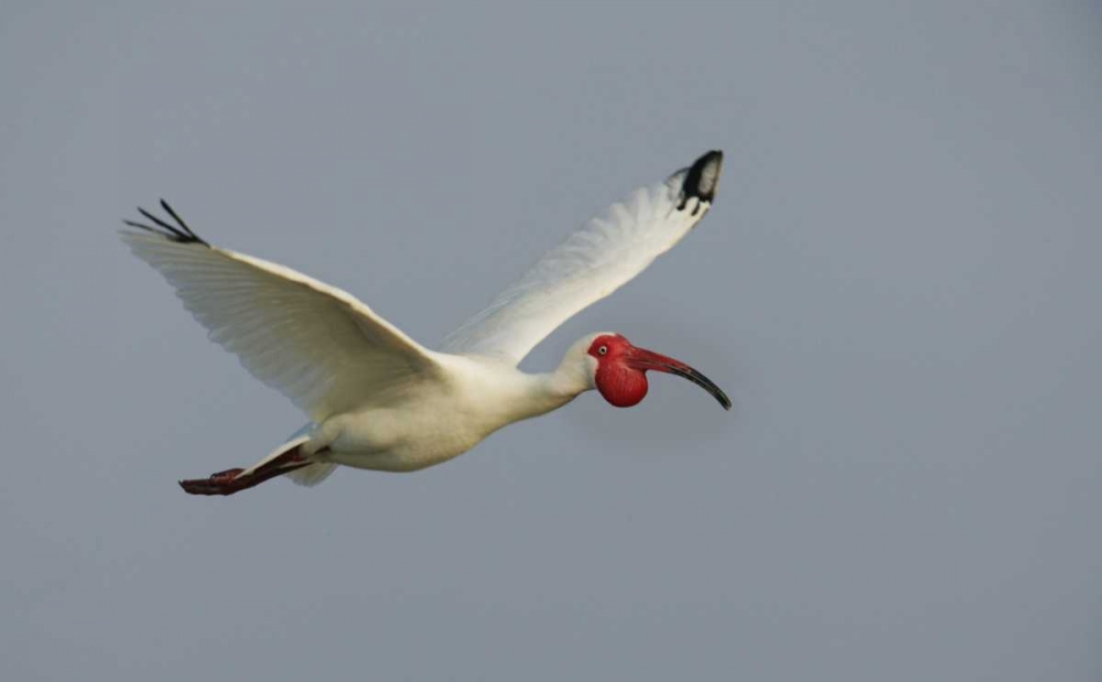 FL, Tampa Bay Flying white ibis art print by Arthur Morris for $57.95 CAD