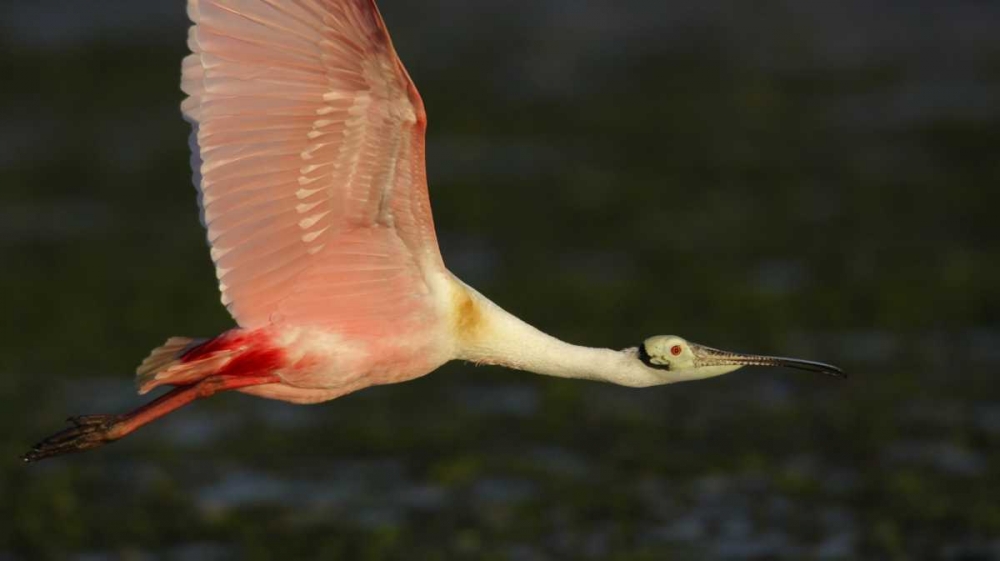 Florida, Tampa Bay Roseate spoonbill in flight art print by Arthur Morris for $57.95 CAD