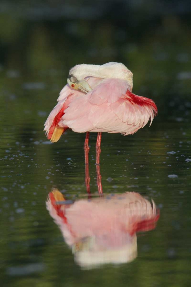 FL, Tampa Bay Roseate spoonbill preening art print by Arthur Morris for $57.95 CAD