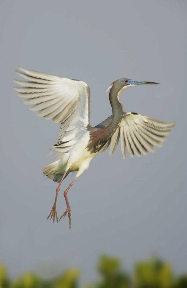 Florida, Tampa Bay Tricolored heron taking off art print by Arthur Morris for $57.95 CAD