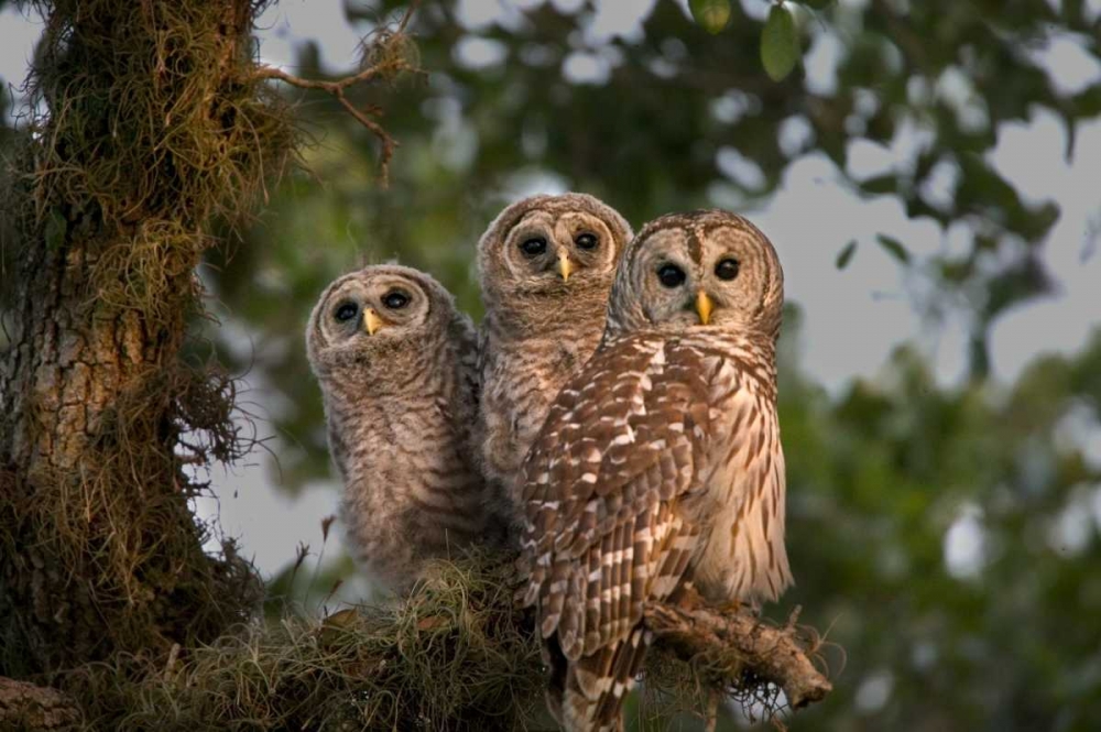 Florida, Viera Wetlands Barred owls in tree art print by Joanne Williams for $57.95 CAD