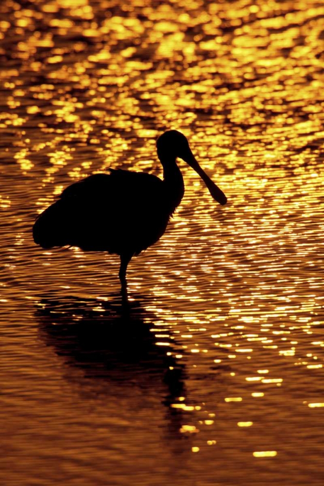 FL, Vierra Wetlands Roseate spoonbill silhouette art print by Arthur Morris for $57.95 CAD