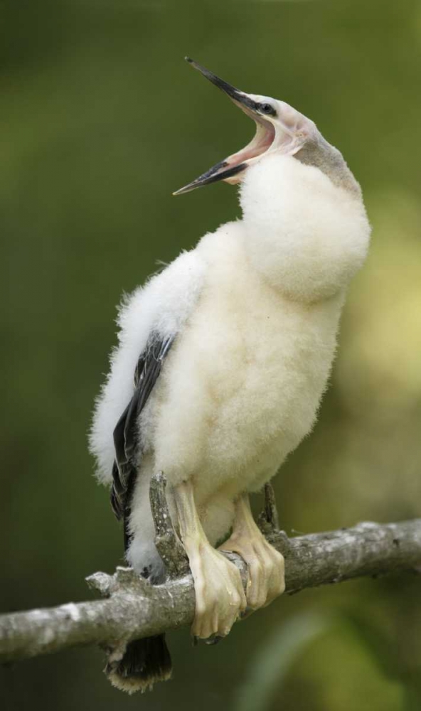 FL, Abandoned anhinga chick on branch yawning art print by Arthur Morris for $57.95 CAD