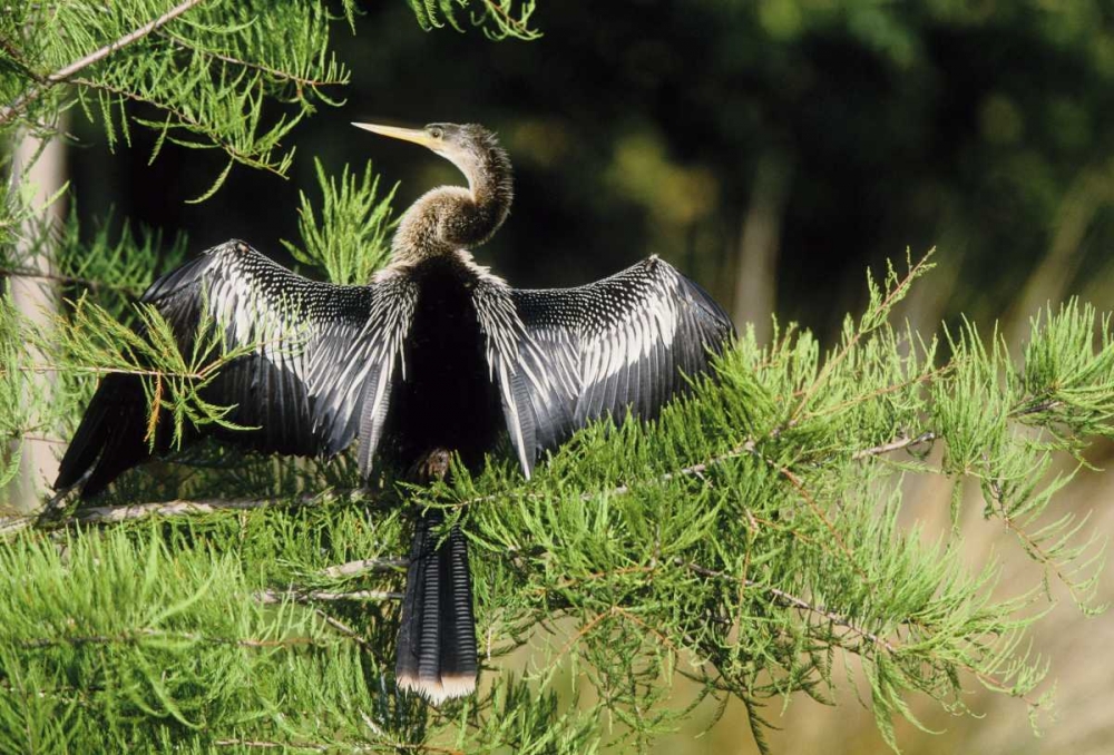 Florida Anhinga in spread-wing posture behavior art print by Joanne Williams for $57.95 CAD
