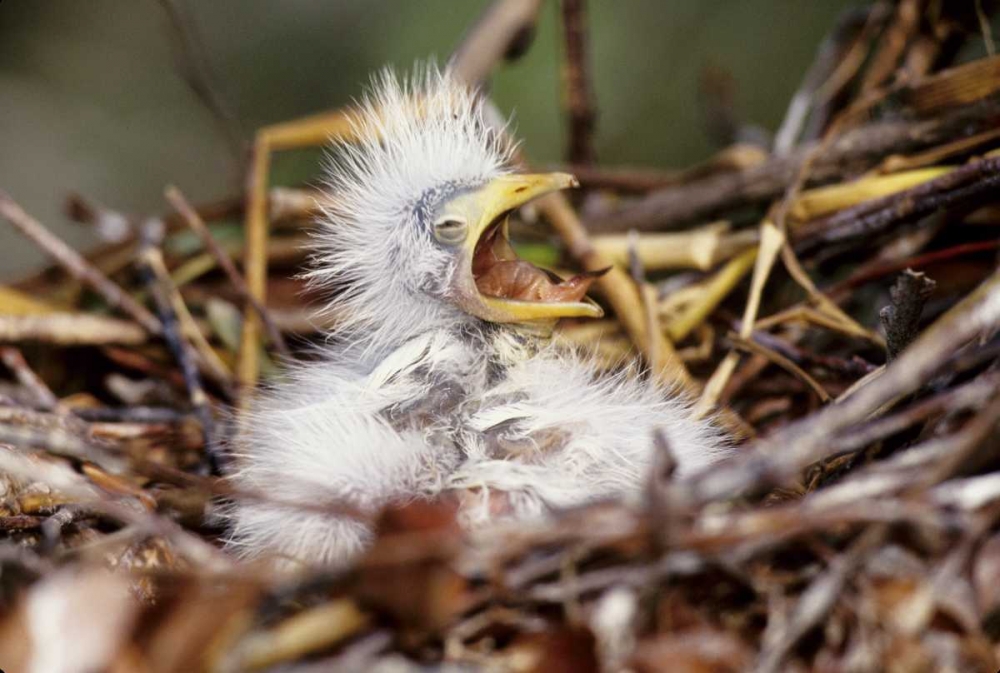 Florida Baby cattle egret in nest begs for food art print by Joanne Williams for $57.95 CAD