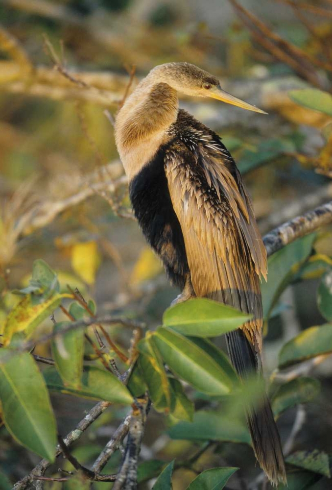 USA, Florida Close-up of anhinga on tree limb art print by Joanne Williams for $57.95 CAD