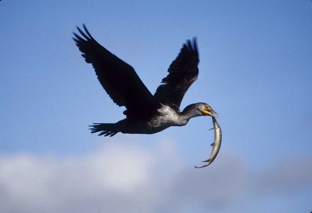 USA, Florida Cormorant in flight carrying fish art print by Joanne Williams for $57.95 CAD