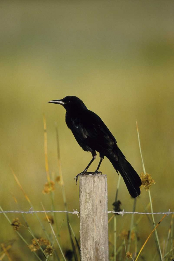 USA, Florida Fish crow stands on fence post art print by Joanne Williams for $57.95 CAD