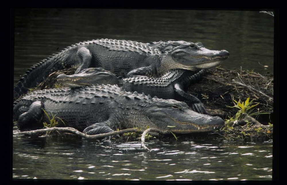 Florida Alligators rest on island in wetlands art print by Joanne Williams for $57.95 CAD